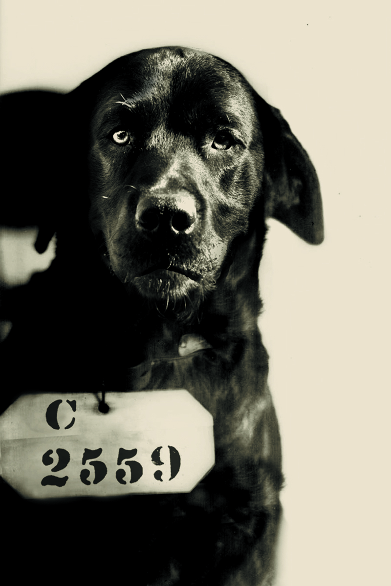 Illustration for article titled Even In The 1900s, Humans Were Obsessed With Photos Of Dogs In Clothes